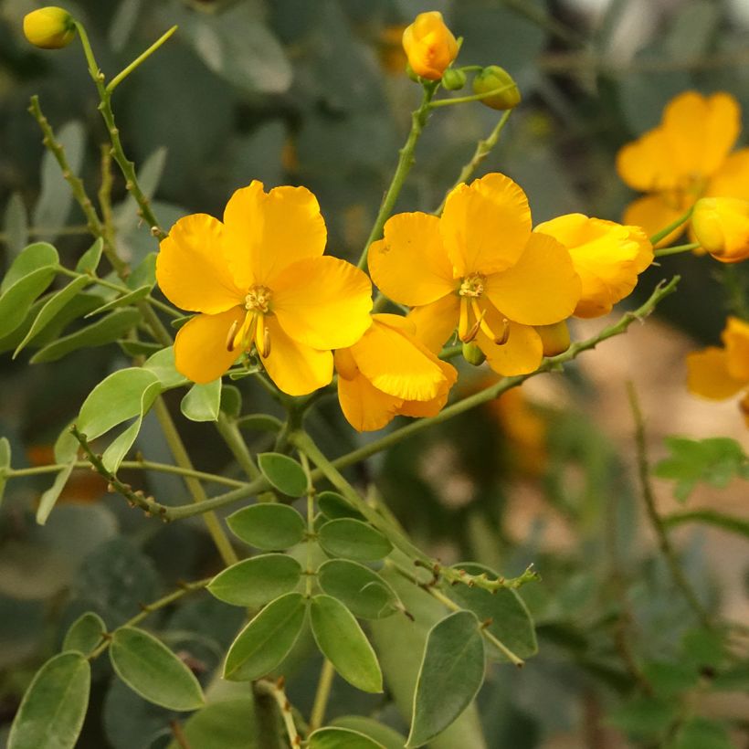 Senna corymbosa - Gewürzrinde (Blüte)