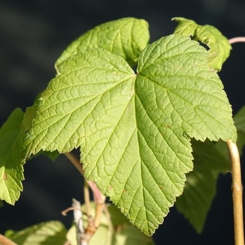 Schwarze Johannisbeere Andega Bio (Foliage)