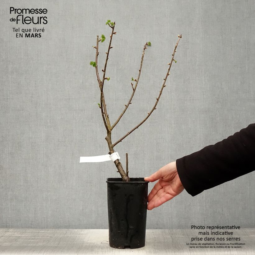 Exemplar von Schwarze Johannisbeere Black Down Topf mit 2L/3L wie im Frühjahr geliefert