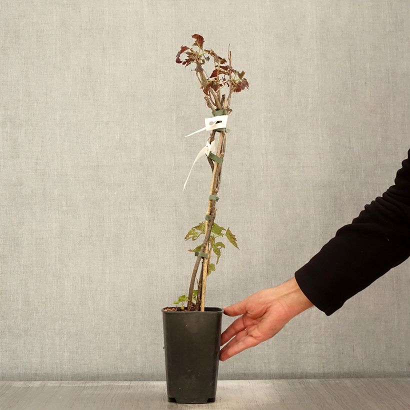 Exemplar von Cassissier Black'n Red Premiere - Ribes nigrum Pot de 1,5L/2L, Buisson wie im Herbst geliefert