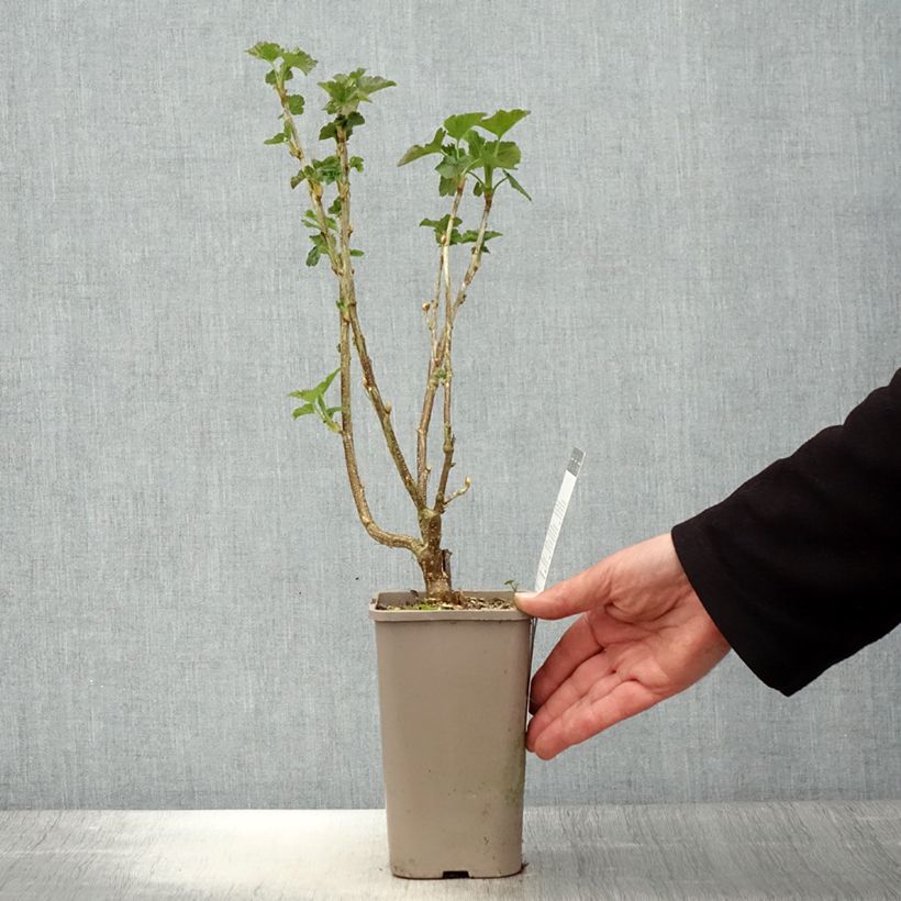 Exemplar von Schwarze Johannisbeere Black'n Red Premiere Topf mit 1,5L/2L, Strauch wie im Frühjahr geliefert