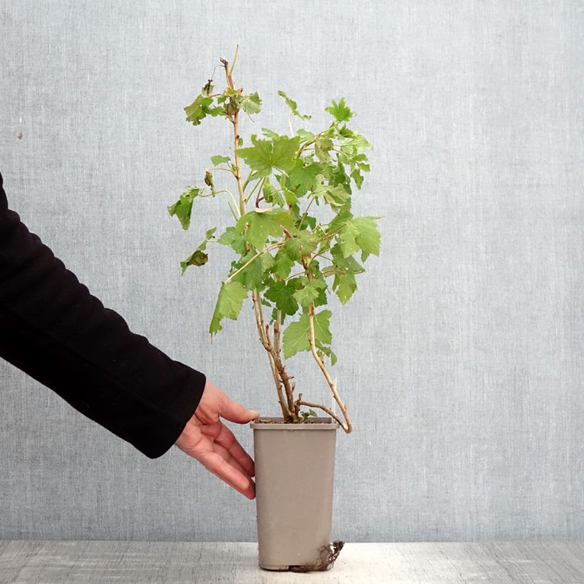 Exemplar von Schwarze Johannisbeere Cassisima Blackbells Topf mit 1,5L/2L wie im Frühjahr geliefert