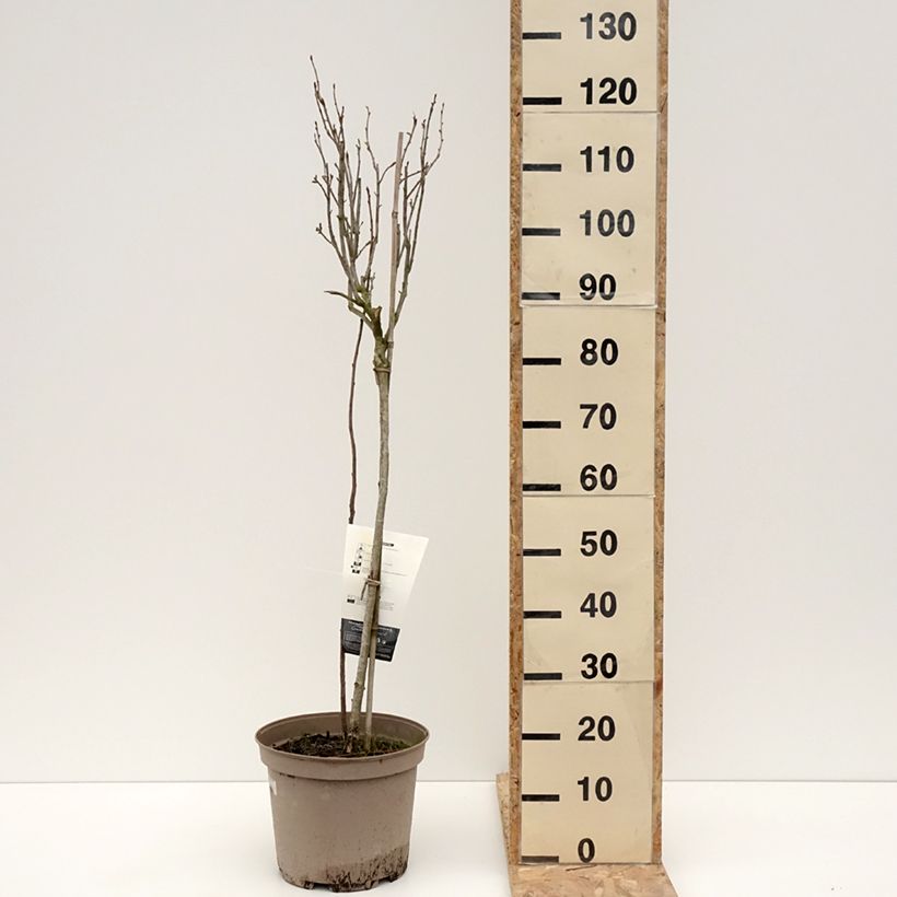 Exemplar von Cassissier Delbard Robusta - Ribes nigrum Pot de 7,5L/10L, 1/4 de tige wie im Winter geliefert