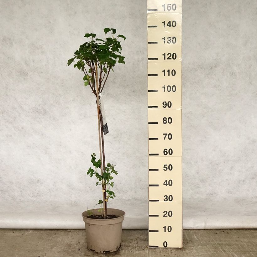 Example of Schwarze Johannisbeere Delbard Robusta delindmoi Topf mit 7,5L/10L, 1/4 Stängel as you get in printemps