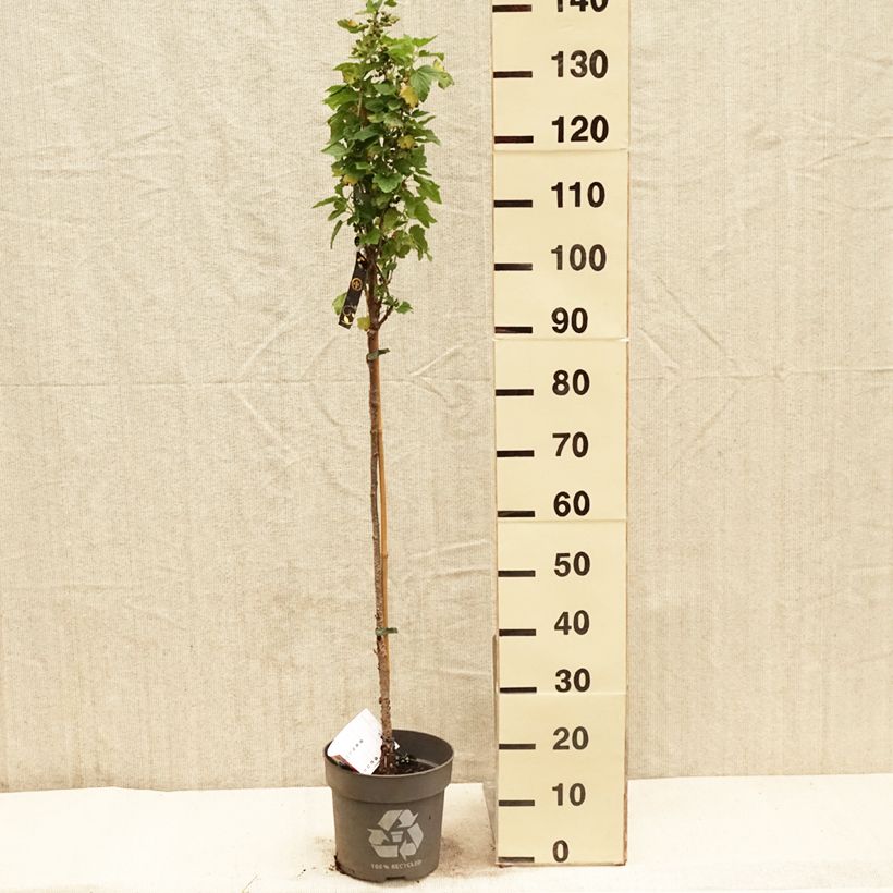 Example of Schwarze Johannisbeere Ojebyn Topf mit 6L/7L, Stamm as you get in printemps