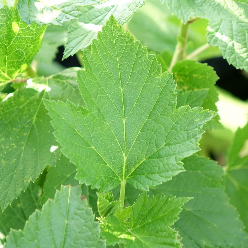 Schwarze Johannisbeere Perles d'Auvergne 'delcaresnoi' (Laub)