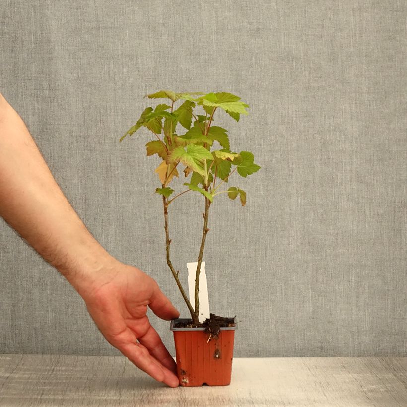 Example of Schwarze Johannisbeere Titania Kleine Töpfe von 8/9 cm as you get in printemps