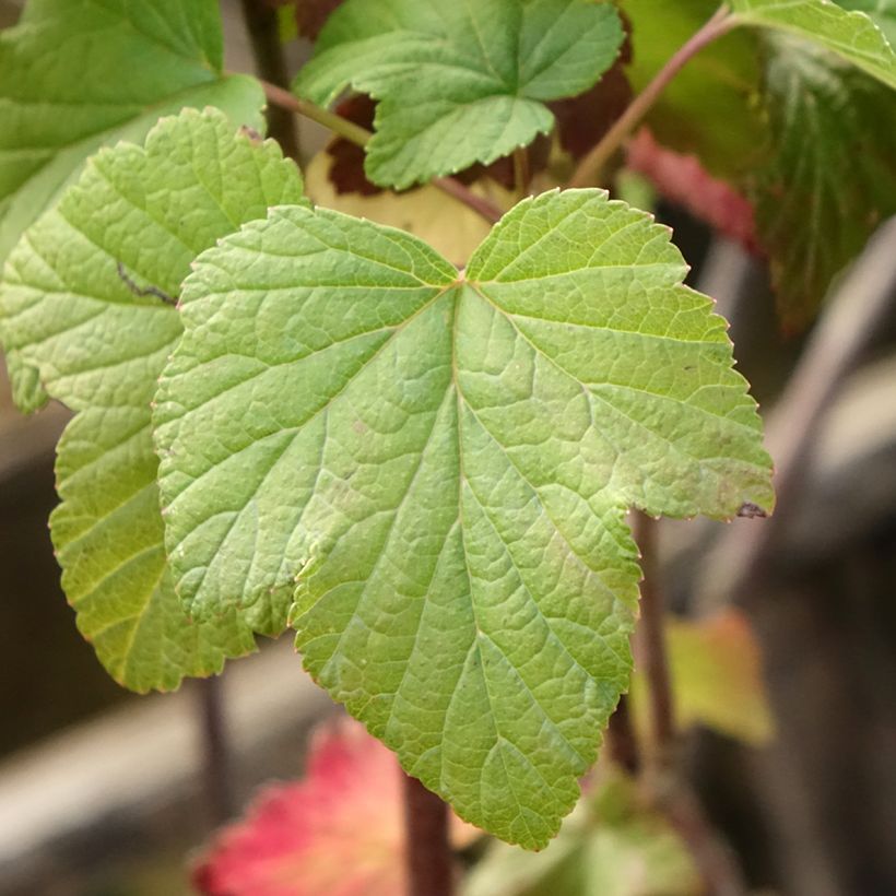Schwarze Johannisbeere Titania (Foliage)