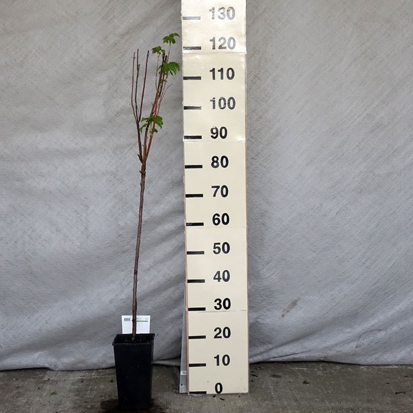 Example of Schwarze Johannisbeere Titania Topf mit 1,5L/2L, Stamm as you get in printemps