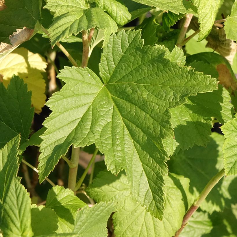 Schwarze Johannisbeere Triton (Laub)