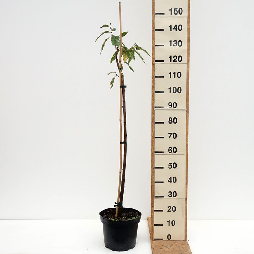 Exemplar von Esskastanie Albomarginata - Castanea sativa Topf mit 7,5L/10L wie im Herbst geliefert