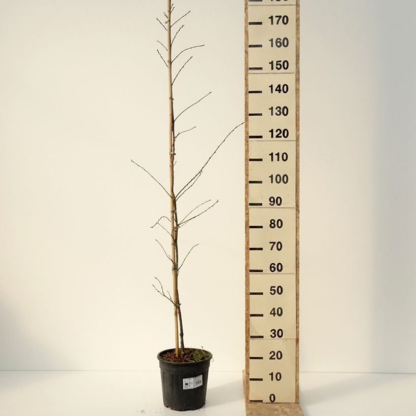 Exemplar von Castanea sativa Aspleniifolia - Echte Kastanie Topf mit 7,5L/10L, Stamm wie im Winter geliefert