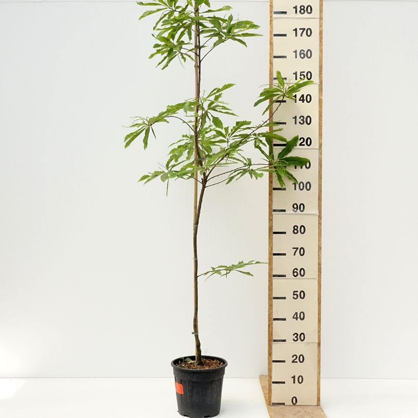 Example of Castanea sativa Aspleniifolia - Echte Kastanie Topf mit 7,5L/10L, Stamm as you get in printemps