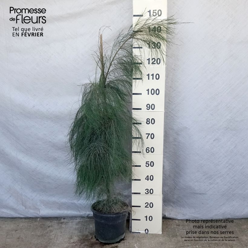 Exemplar von Casuarina equisetifolia - Filao, Pin australien Pot de 7,5L/10L wie im Winter geliefert