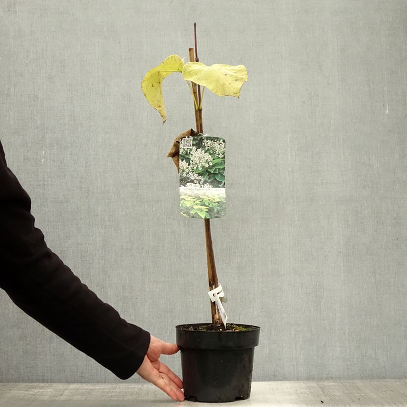 Exemplar von Trompetenbaum Aurea - Catalpa bignonioides Topf mit 2L/3L wie im Herbst geliefert