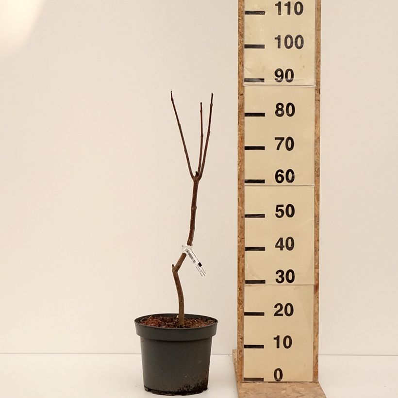 Exemplar von Catalpa bignonioides Aurea - Catalpa doré Pot de 4L/5L wie im Winter geliefert