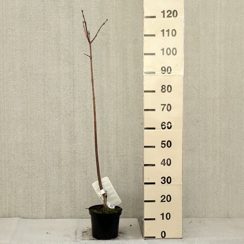 Exemplar von Trompetenbaum Purpurea - Catalpa erubescens Topf mit 3L/4L wie im Herbst geliefert