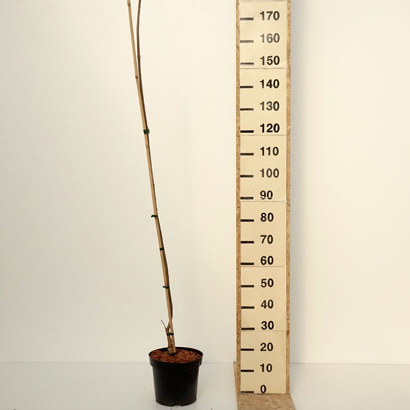 Exemplar von Gelber Trompetenbaum Slender Silhoutte - Catalpa ovata Topf mit 7,5L/10L wie im Winter geliefert