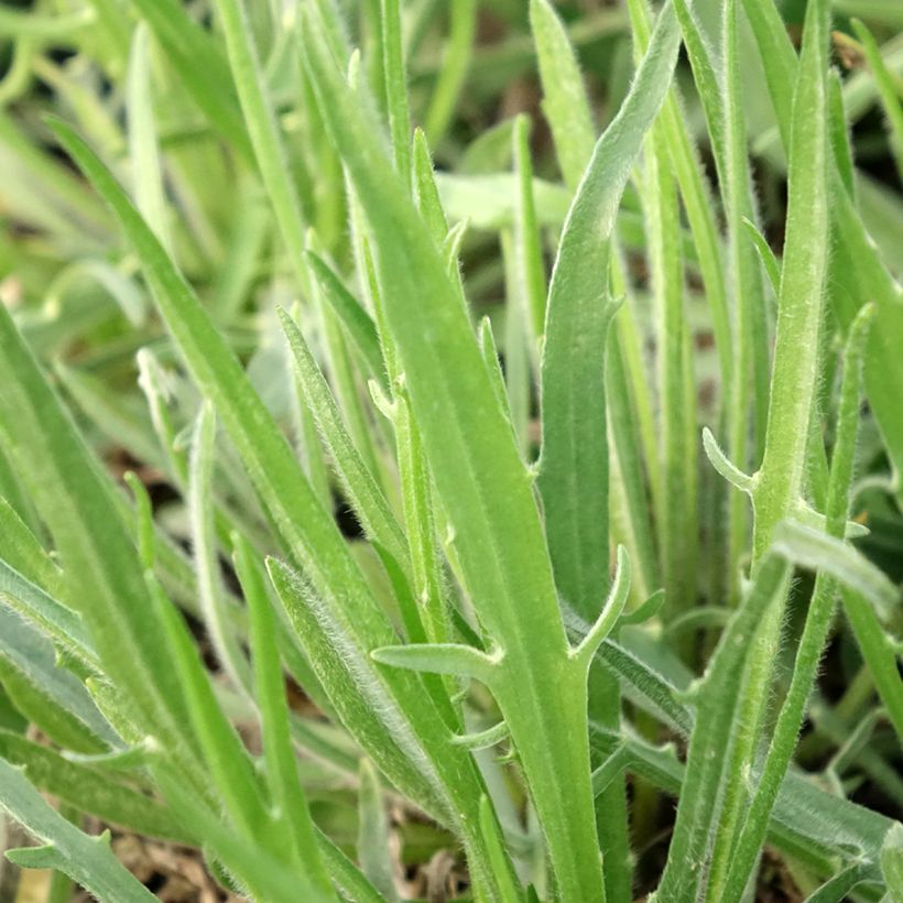 Catananche caerulea Alba - Blaue Rasselblume (Laub)