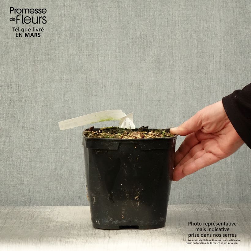 Exemplar von Cautleya spicata Robusta Topf mit 2L/3L wie im Frühjahr geliefert