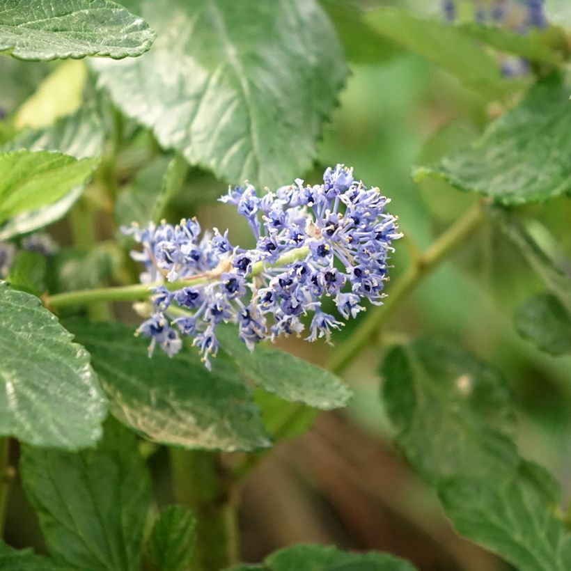 Säckelblume Trewithen Blue - Ceanothus arboreus (Flowering)