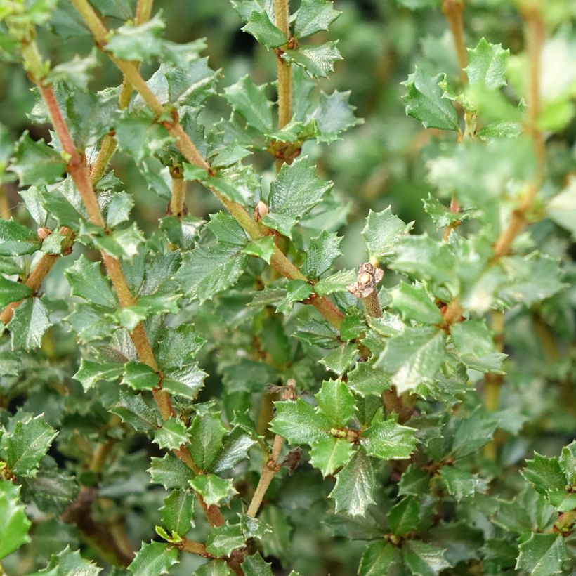 Säckelblume Puget Blue - Ceanothus impressus (Foliage)