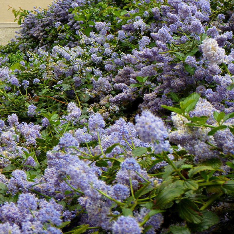 Säckelblume Marie Blue - Ceanothus pallidus (Flowering)