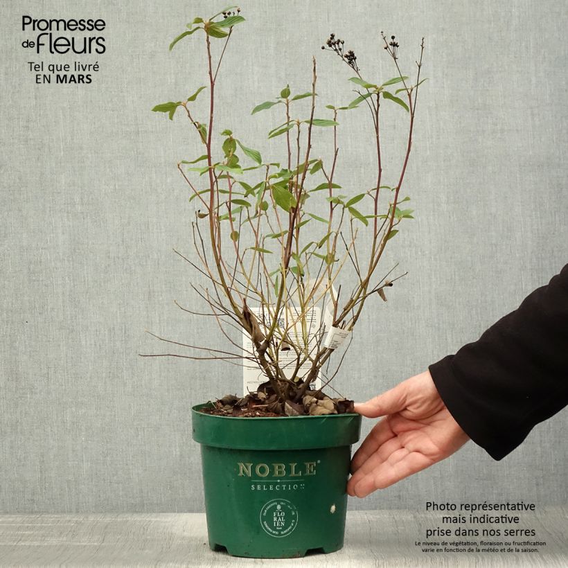 Example of Säckelblume Marie Blue - Ceanothus pallidus Topf mit 3L/4L as you get in printemps