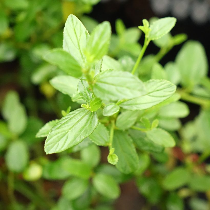 Kalifornischer Flieder Snow Flurries - Ceanothus thyrsiflorus (Laub)