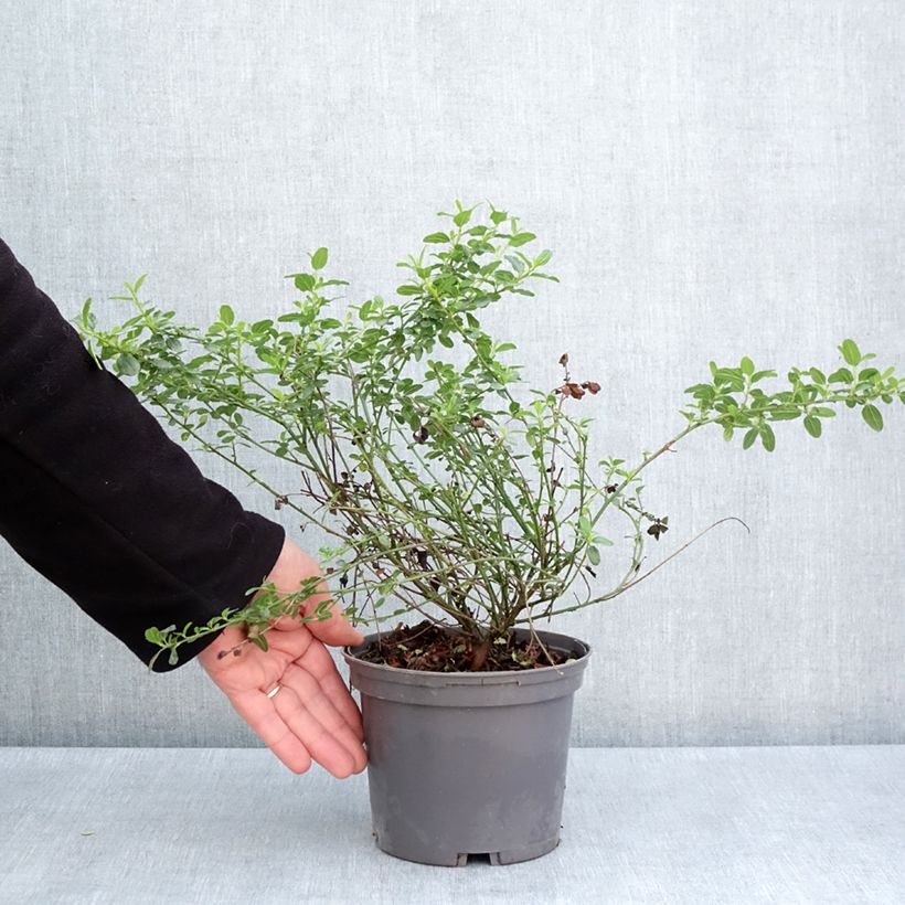 Exemplar von Kalifornischer Flieder Snow Flurries - Ceanothus thyrsiflorus Topf mit 2L/3L wie im Frühjahr geliefert