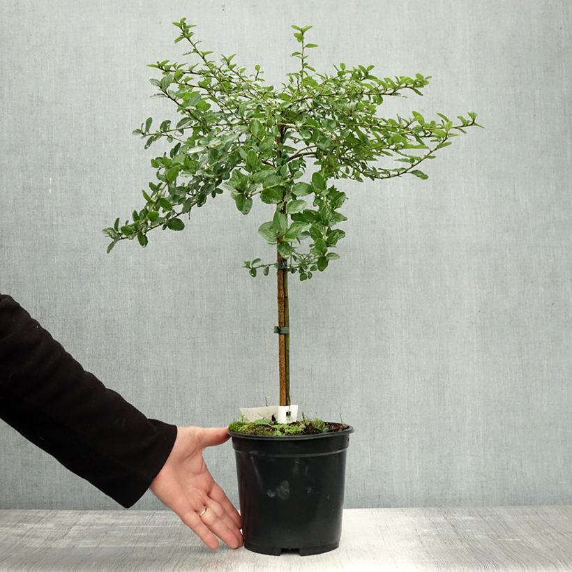 Exemplar von Säckelblume Blue Mound - Ceanothus Topf mit 3L/4L, Stamm wie im Herbst geliefert