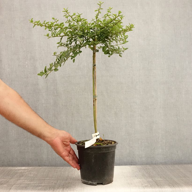 Exemplar von Säckelblume Blue Mound - Ceanothus Topf mit 3L/4L, Stamm wie im Sommer geliefert
