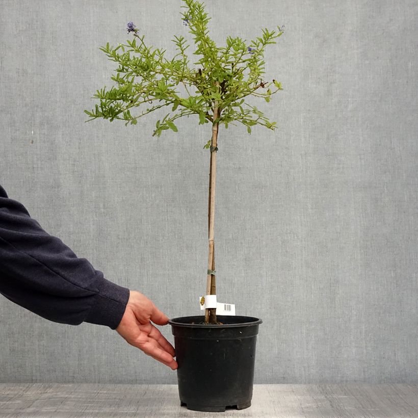 Example of Säckelblume Blue Mound - Ceanothus Topf mit 3L/4L, Stamm as you get in printemps