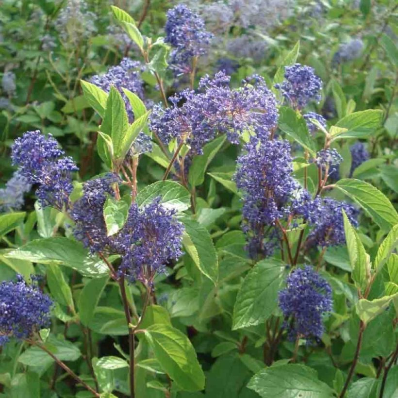 Säckelblume Henri Desfossé - Ceanothus delilianus (Flowering)