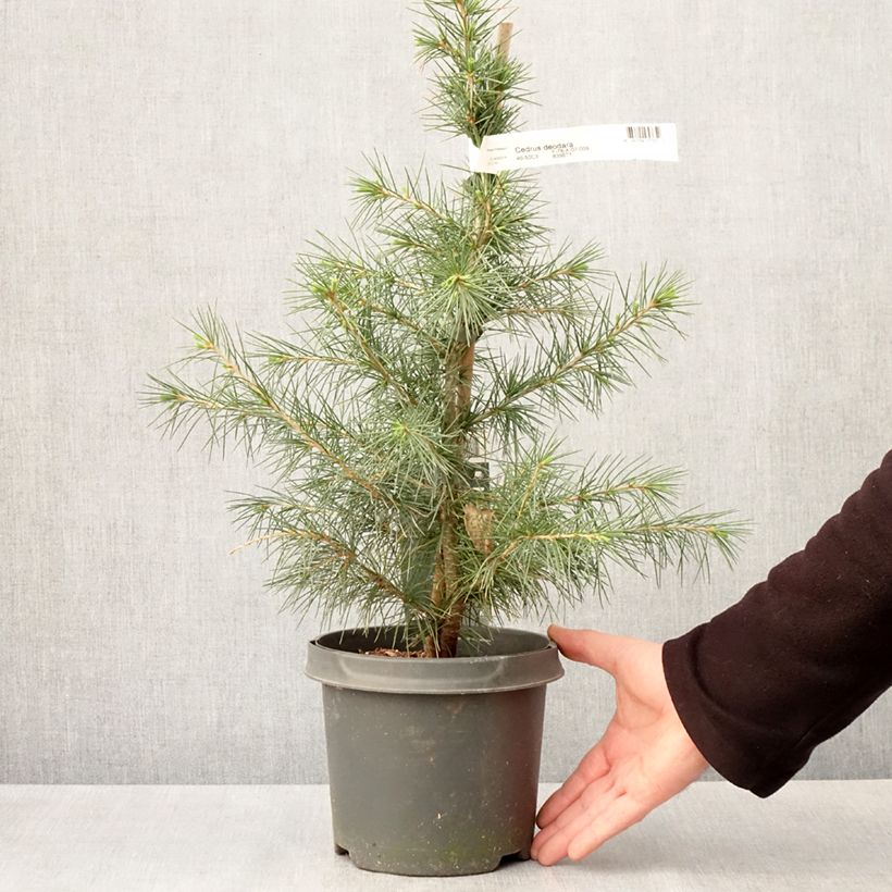 Example of Cedrus deodara - Himalaya-Zeder Topf mit 3L/4L as you get in printemps