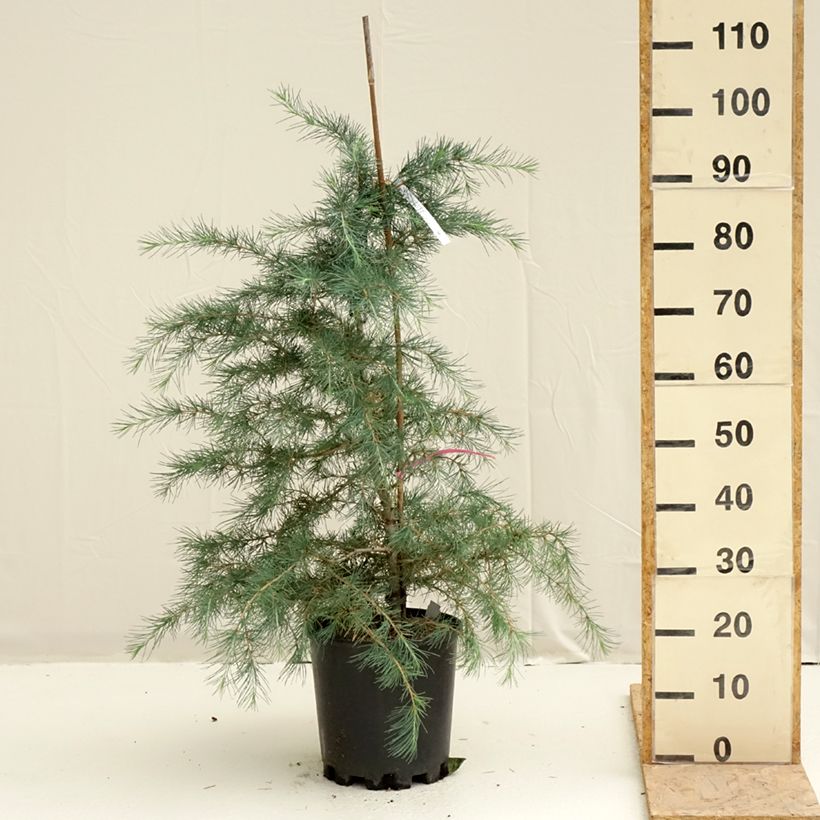 Example of Cedrus deodara Pendula - Himalaya-Zeder Topf mit 7,5L/10L as you get in printemps