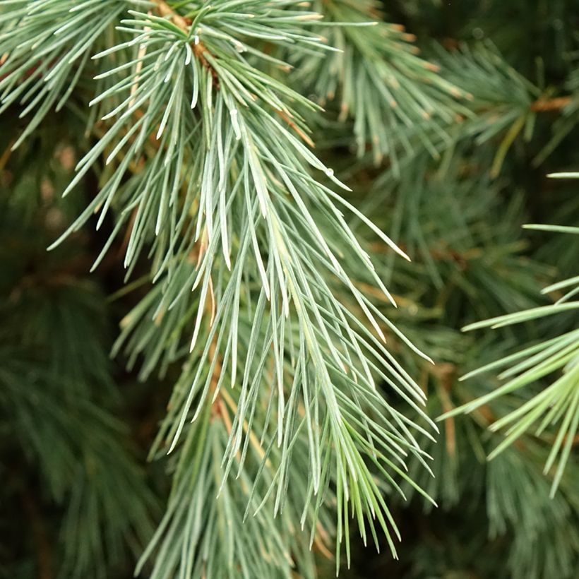 Cedrus deodara Pendula - Himalaya-Zeder (Foliage)