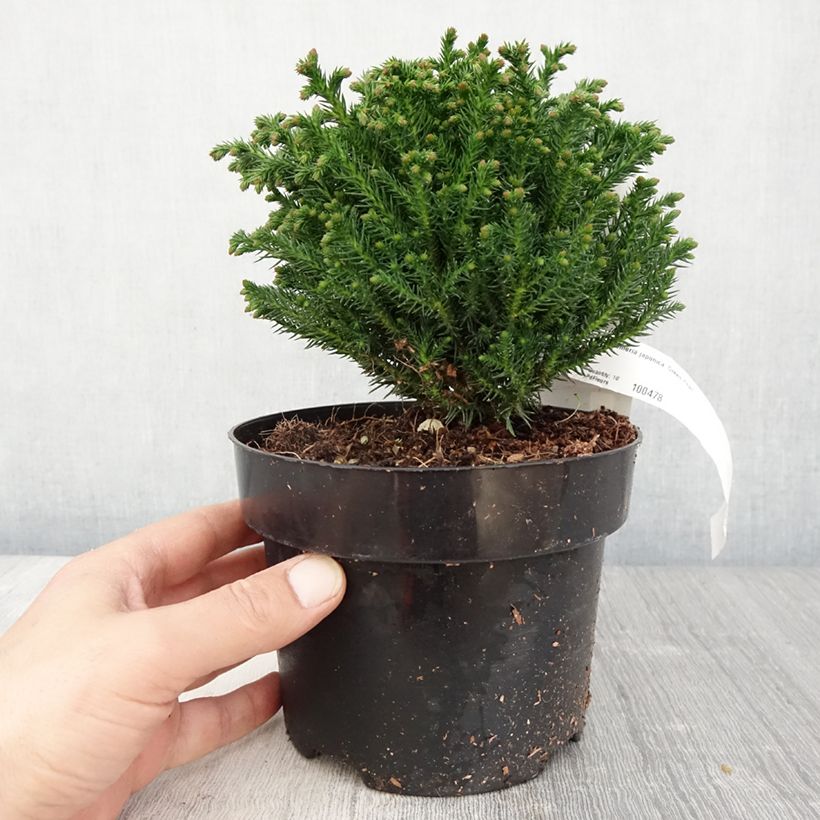 Example of Cryptomeria japonica Green Pearl Topf mit 2L/3L as you get in printemps