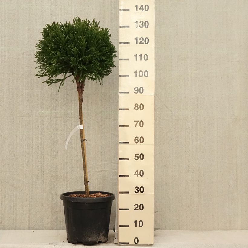 Example of Cryptomeria japonica Globosa Nana Topf mit 12L/15L, Stamm as you get in printemps