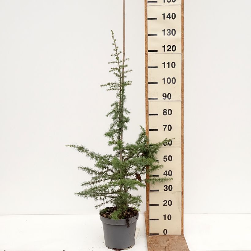 Example of Cedrus libani - Libanon-Zeder Topf mit 7,5L/10L, Stamm as you get in hiver