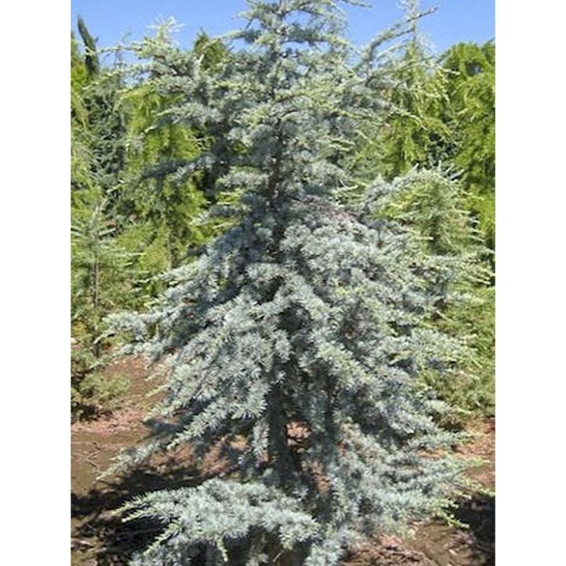 Cedrus libani subsp. atlantica Horstmanns Silberspitz - Atlas-Zeder (Foliage)