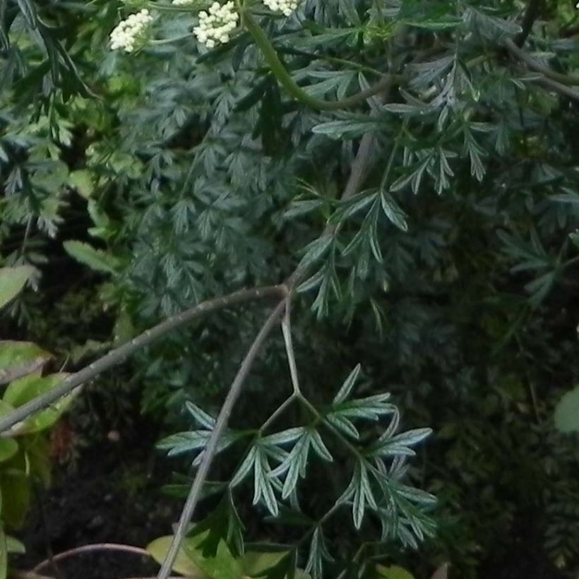Baltische Petersilie - Cenolophium denudatum (Foliage)