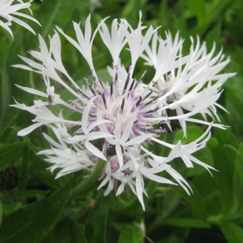 Berg-Flockenblume Alba - Centaurea montana (Flowering)