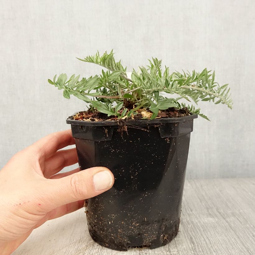 Example of Centaurea atropurpurea - Rote Flockenblume Topf mit 2L/3L as you get in printemps