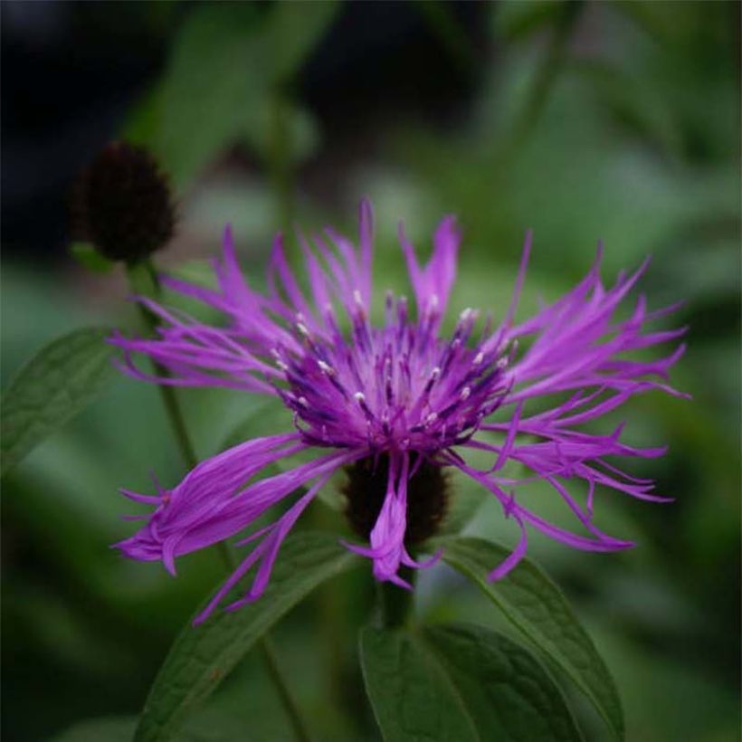 Berg-Flockenblume Caramia - Centaurea montana (Flowering)