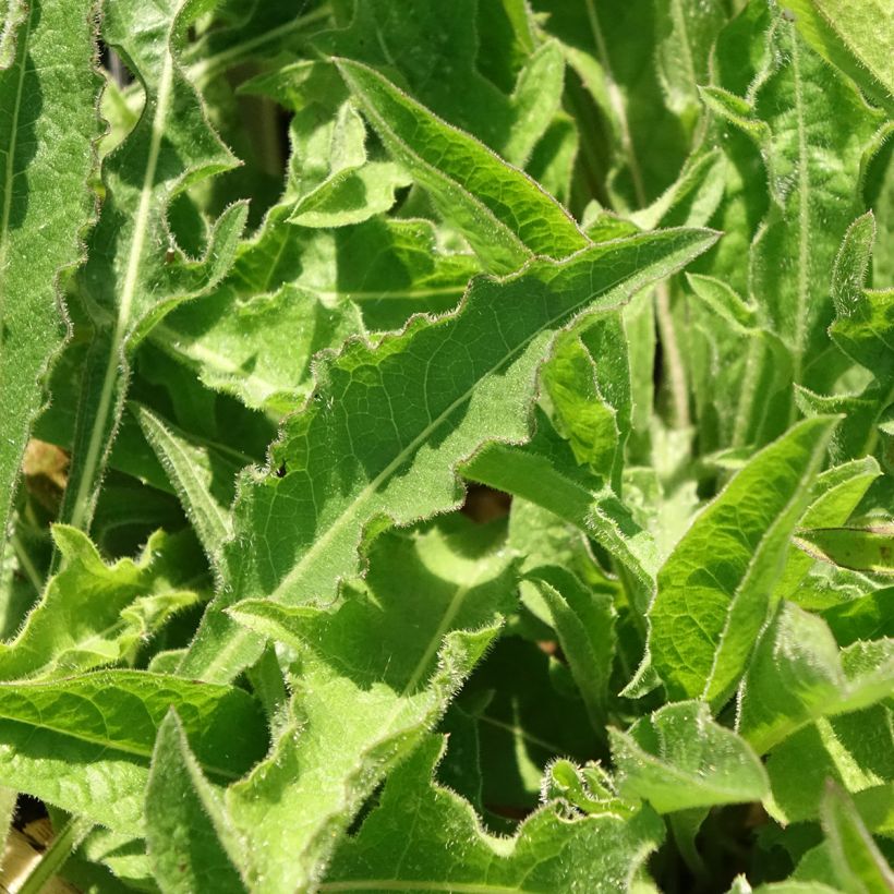 Centaurea jacea - Wiesen-Flockenblume (Foliage)