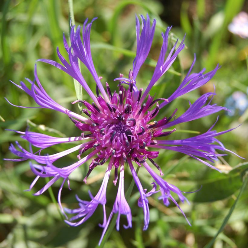 Berg-Flockenblume Coerulea - Centaurea montana (Flowering)