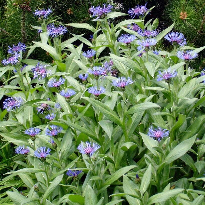 Berg-Flockenblume Coerulea - Centaurea montana (Plant habit)