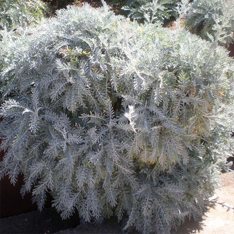 Centaurea pulcherrima - Silber-Flockenblume (Wuchs)