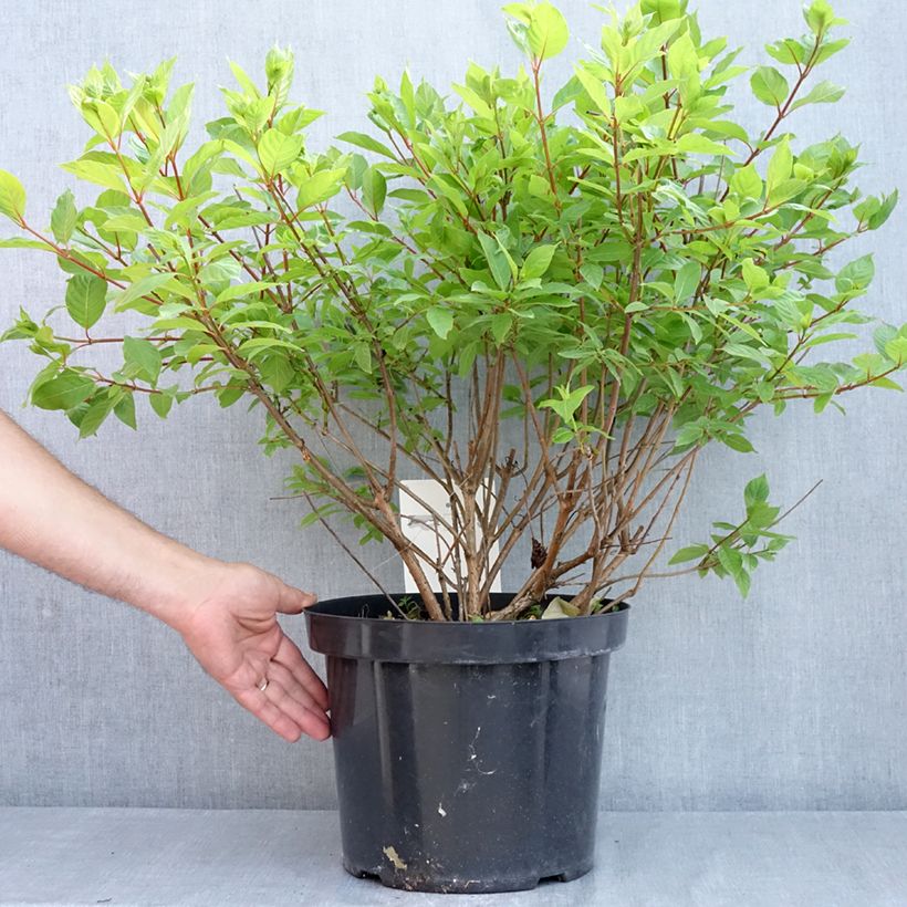 Example of Cephalanthus occidentalis - Knopfbusch Topf mit 7,5L/10L as you get in printemps